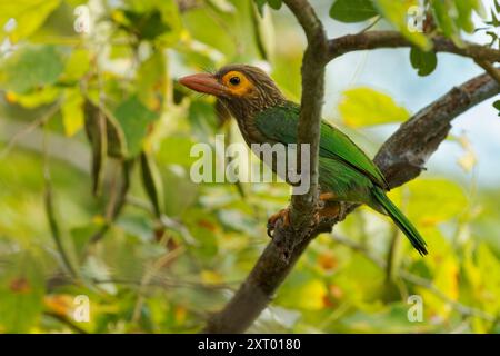 barbet dalla testa bruna - specie di uccelli asiatici barbet Psilopogon zeylanicus, abita foreste tropicali e subtropicali umide, uccelli verdi e bruni Foto Stock