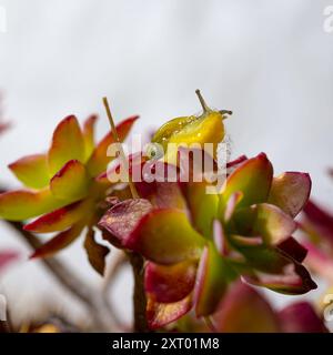 Lumaca in conchiglia si insinua sulle foglie verdi lussureggianti della pianta di verga d'oro, vista ravvicinata, foto macro Foto Stock