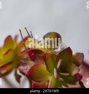 Lumaca in conchiglia si insinua sulle foglie verdi lussureggianti della pianta di verga d'oro, vista ravvicinata, foto macro Foto Stock