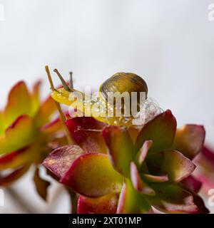 Lumaca in conchiglia si insinua sulle foglie verdi lussureggianti della pianta di verga d'oro, vista ravvicinata, foto macro Foto Stock