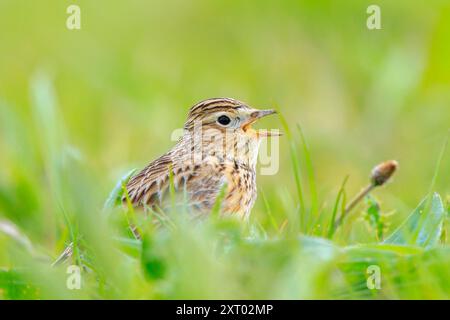 Uccello eurasiatico, Alauda arvensis, in un prato che cammina alla luce del sole. Foto Stock