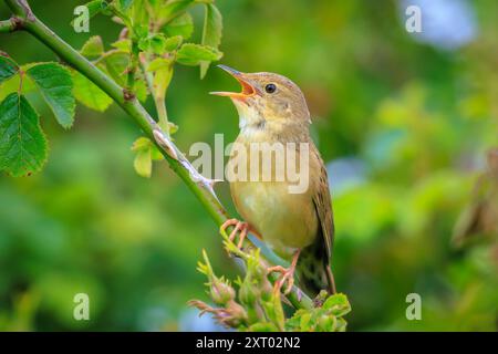 Grasshopper comune trillo bird Locustella naevia coniugata su un ramo di albero in primavera in una foresta. Foto Stock