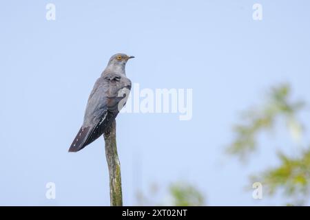 Uccello a cucù comune, Cuculus canorus, che riposa e canta in un albero. È un parassita di covata, il che significa che depone uova nei nidi di altre specie di uccelli Foto Stock