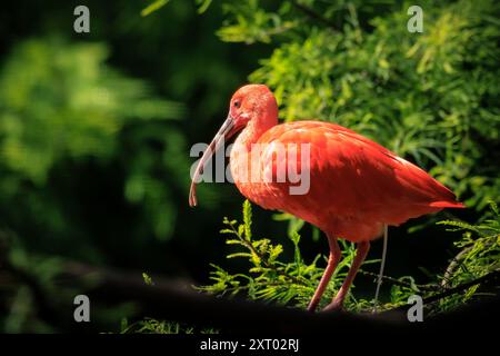 Scarlet Ibis bird Eudocimus ruber wader tropicale bird rovistando sul terreno. Si tratta di uno dei due uccelli nazionale di Trinidad e Tobago. Foto Stock