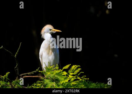 Primo piano di un'egret di bestiame occidentale, Bubulcus ibis, arroccato su un albero Foto Stock