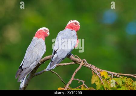 Il galah, Eolophus roseicapilla, noto anche come cockatoo con petto rosa, galah cockatoo, cockatoo rosa e grigio o cockatoo roseato, è uno dei Foto Stock