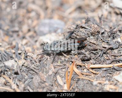 Una mosca rapinatrice mimica di api del genere Laphria è arroccata sul suolo in un ambiente del Colorado. Foto Stock