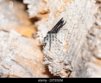 Una mosca rapinatrice di api; il genere Laphria si trova su un pezzo di legno in una foresta del Colorado, mostrando il suo habitat naturale e mimetico unico. Foto Stock