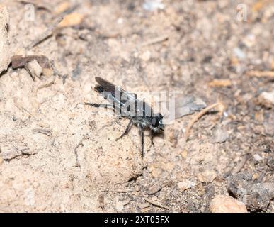 Una mosca rapinatrice di api, arroccata a terra nella natura selvaggia del Colorado, che mostra le sue caratteristiche uniche sotto la luce naturale. Foto Stock