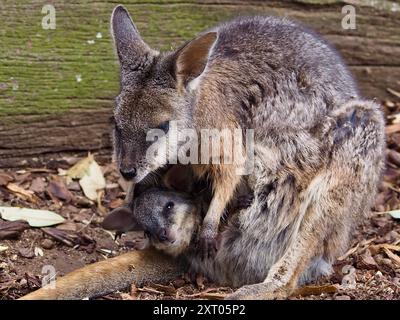 Sensazionale e devota pademelon dal collo rosso con una preziosa joey nella sua custodia Foto Stock