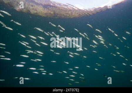 Salmone giovanile di Sockeye. Foto Stock