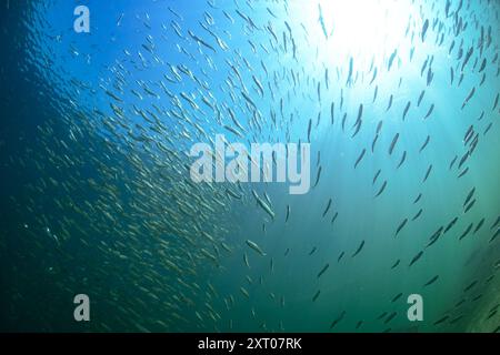 Salmone giovanile di zanzara che migra a valle. Foto Stock