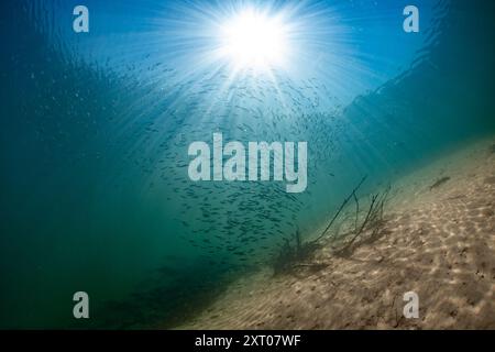 Salmone Kokanee giovane in un lago alpino della Columbia Britannica, Canada. Foto Stock