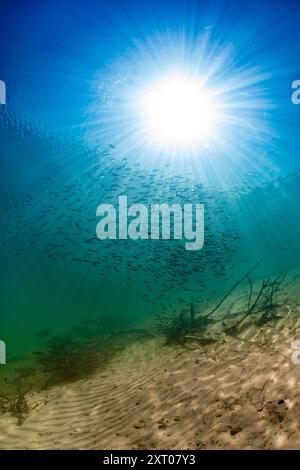 Salmone giovanile in un lago di acqua pulita in Canada, Foto Stock