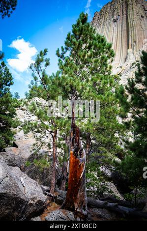 Devils Tower, Wyoming Loop Foto Stock