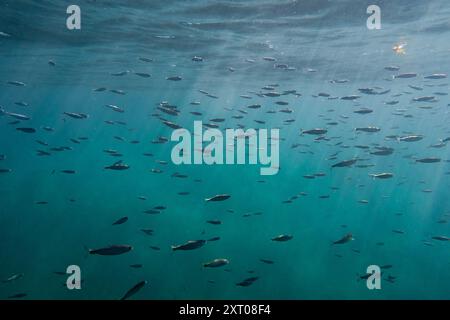 Scuola di salmone giovanile in Columbia Britannica, Canada. Foto Stock