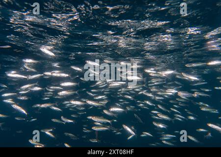 Salmone Kokanee giovane. Foto Stock