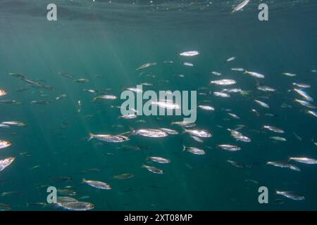 Scuola di giovani salmone di calice senza sbocco sul mare. Foto Stock