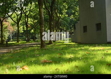 Un sentiero si snoda attraverso un lussureggiante parco verde, fiancheggiato da alti alberi. La luce solare filtra attraverso le foglie. Foto Stock