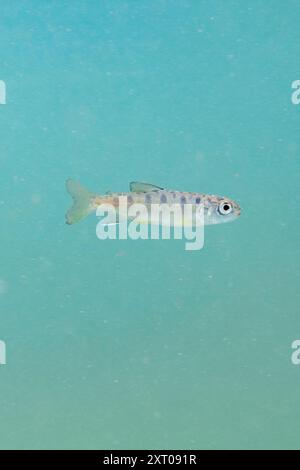 Salmone novellino di Coho. Foto Stock