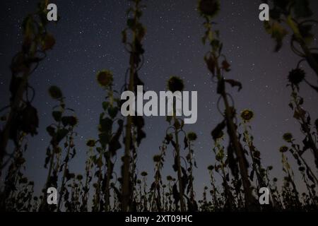 Sahagun, Spagna. 12 agosto 2024, Sahagun, Castilla Y Leon, Spagna: Un campo di girasoli, in una notte d'estate a Sahagun, durante la pioggia di meteore perseide. (Immagine di credito: © Luis Soto/ZUMA Press Wire) SOLO PER USO EDITORIALE! Non per USO commerciale! Crediti: ZUMA Press, Inc./Alamy Live News Foto Stock
