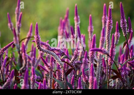 Celosia argentea fiore viola e bianco, splendidi fiori rosa celosia che fioriscono nel giardino. Foto Stock