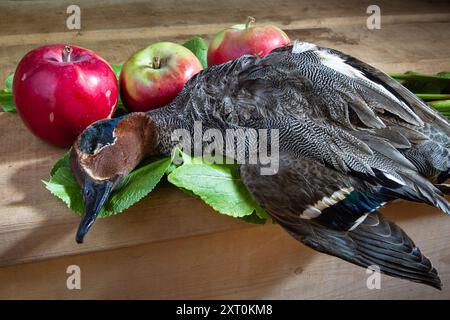 La preda del cacciatore (un tè abbattuto) giace su un tavolo da cucina in legno su foglie di rabarbaro. Ci sono mele nelle vicinanze. Foto Stock