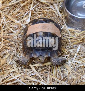 Tartaruga speronata africana (Centrochelys sulcata, anche Geochelone sulcata), questa tartaruga è originaria del bordo meridionale del deserto del Sahara. E' lei Foto Stock