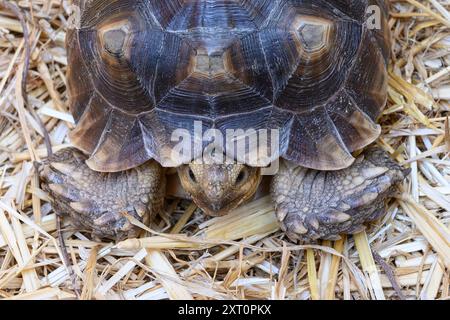 Tartaruga speronata africana (Centrochelys sulcata, anche Geochelone sulcata), questa tartaruga è originaria del bordo meridionale del deserto del Sahara. E' lei Foto Stock