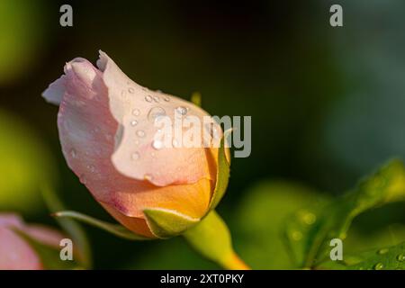 Primo piano di un bocciolo di rosa (rosaceae) di colore rosa e albicocca con gocce di pioggia davanti a uno sfondo sfocato verde Foto Stock