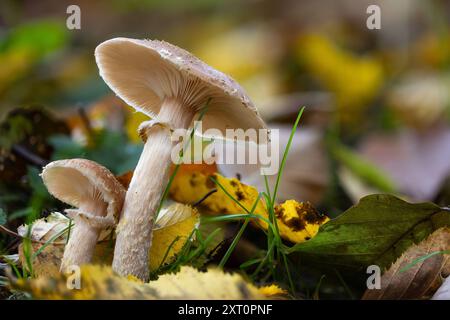 Due funghi (Lepiota?) crescere insieme in una foresta autunnale con erba e foglie appassite Foto Stock