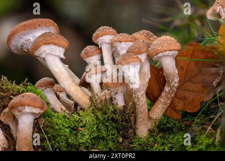 Primo piano di un gruppo di minuscoli funghi (Armillaria) in piedi insieme nel muschio - macro Foto Stock