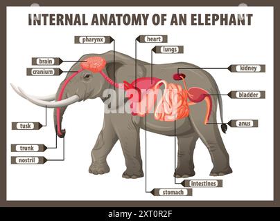 Illustrazione dettagliata degli organi interni dell'elefante Illustrazione Vettoriale