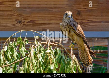 Kestrel comune giovanile riabilitato (Falco tinnunculus), prima di tornare alla natura noto anche come kestrel europeo, kestrel eurasiatico o vecchio Foto Stock