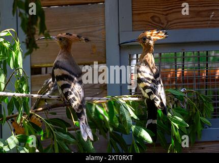 Ha riabilitato 2 hoopoe epopoe epops eurasiatiche (Upupa Epops) nella sala riabilitativa dell'ospedale israeliano Wildlife, Ramat Gan, Israele Foto Stock