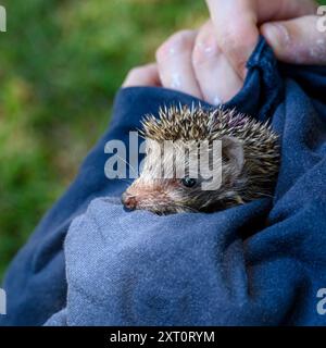 Prendersi cura di un giovane orfano Hedgehog (Erinaceus concolor) dal petto bianco del Sud قنفذ fotografato all'Israeli Wildlife Hospital, Ramat Gan, Foto Stock