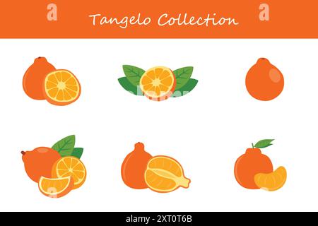 collezione di tangelo. tangelo in pose diverse. Illustrazione vettoriale. Illustrazione Vettoriale