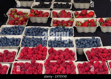 Mirtilli biologici, lamponi, fragole e bacche nere appena raccolte in un ambiente sostenibile. Contenitori compostabili e riciclabili presso Trout Lake Foto Stock