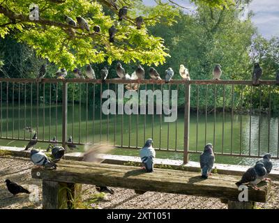 Saint Helen's Wharf è un famoso luogo di bellezza sul Tamigi, appena a monte del ponte medievale di Abingdon-on-Thames. Il molo è stato per secoli un importante collegamento di trasporto e trasporto marittimo sul Tamigi e tra i canali da Oxford e le Midlands. A questi piccioni appollaiati, che coprono ogni superficie di ricambio, non importa. Si stanno solo rilassando. A parte il solo tizio sfocato, atterra solo per afferrare il suo spazio prima che qualcun altro faccia.=s... Foto Stock