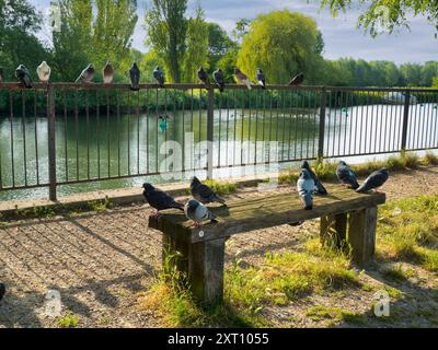 Saint Helen's Wharf è un famoso luogo di bellezza sul Tamigi, appena a monte del ponte medievale di Abingdon-on-Thames. Il molo è stato per secoli un importante collegamento di trasporto e trasporto marittimo sul Tamigi e tra i canali da Oxford e le Midlands. A questi piccioni appollaiati, che coprono ogni superficie di ricambio, non importa. Si stanno solo rilassando. Foto Stock