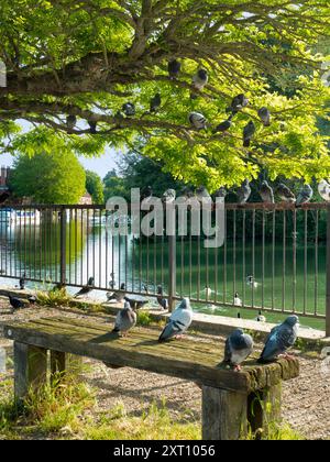 Saint Helen's Wharf è un famoso luogo di bellezza sul Tamigi, appena a monte del ponte medievale di Abingdon-on-Thames. Il molo è stato per secoli un importante collegamento di trasporto e trasporto marittimo sul Tamigi e tra i canali da Oxford e le Midlands. A questi piccioni appollaiati, che coprono ogni superficie di ricambio, non importa. Si stanno solo rilassando. Foto Stock