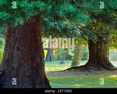 Abbey Fields è un parco pubblico adiacente al fiume Tamigi ad Abingdon, Oxfordshire. Prende il nome dall'abbazia medievale - ormai scomparsa - che era qui. Qui vediamo una bella fila di alberi in piena estate, retroilluminata dal sole nascente. Foto Stock