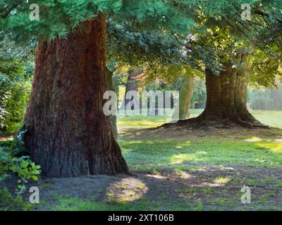 Abbey Fields è un parco pubblico adiacente al fiume Tamigi ad Abingdon, Oxfordshire. Prende il nome dall'abbazia medievale - ormai scomparsa - che era qui. Qui vediamo una bella fila di alberi in piena estate, retroilluminata dal sole nascente. Foto Stock