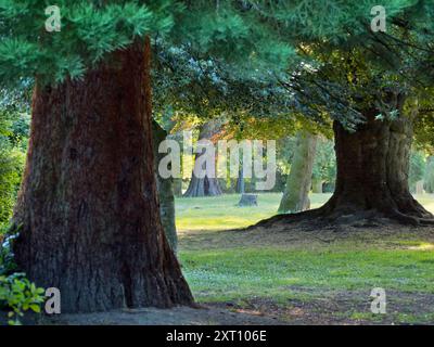 Abbey Fields è un parco pubblico adiacente al fiume Tamigi ad Abingdon, Oxfordshire. Prende il nome dall'abbazia medievale - ormai scomparsa - che era qui. Qui vediamo una bella fila di alberi in piena estate, retroilluminata dal sole nascente. Foto Stock