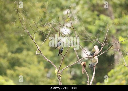 Sulawesi myna (Basilornis celebensis) è una specie di starling della famiglia Sturnidae. È endemica di Sulawesi, Indonesia. Foto Stock