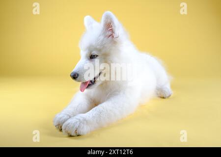 Un soffice cucciolo Samoyed bianco giace contento su un vibrante sfondo giallo, la sua lingua sbircia in un sorriso giocoso, mostrando il suo gioioso demo Foto Stock