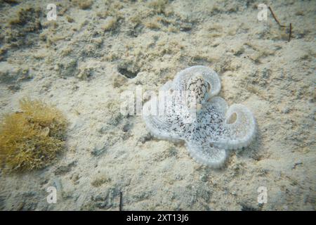 Alto angolo di polpo sottomarino mimetico della barriera corallina caraibica seduto sul fondo sabbioso di fondali irregolari con arti ripiegati nel deserto di Aruba Mar Caribe Foto Stock