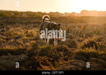 Cane Schnauzer in miniatura con un collare rosso che esplora un paesaggio roccioso di prati bagnato da un tramonto dorato Foto Stock