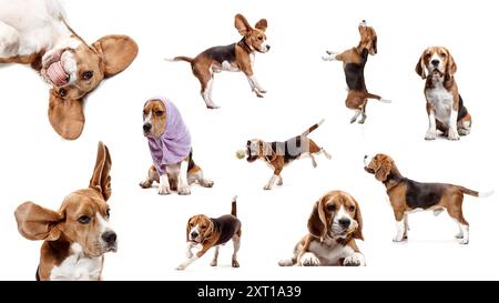 Collage con adorabile, bellissimo cane purosangue, giocoso Beagle catturato in pose diverse ed espressioni museruola isolate su sfondo bianco. Foto Stock