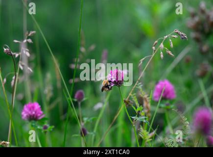 Bumble Bee Carder comune su Red Clover Foto Stock
